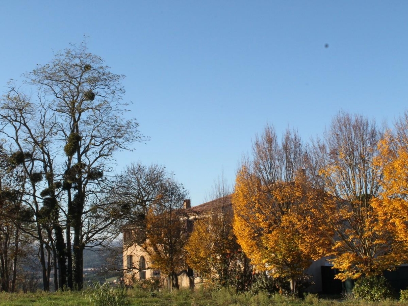 Ninaute